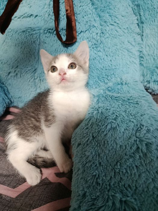 Кошенята в добрі руки