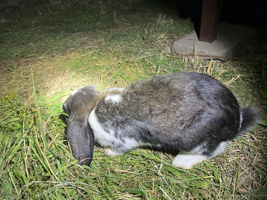 Króliki baran francuski