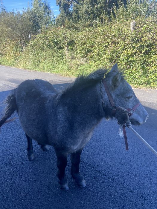 Vendo ponei femea cheia com 4 anos
