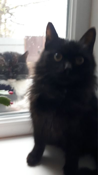 Віддам кошенят в добрі руки