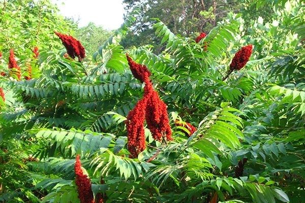 Рассада Цветов многолетних садовых . Саженцы . Цветы . Низкие цены.