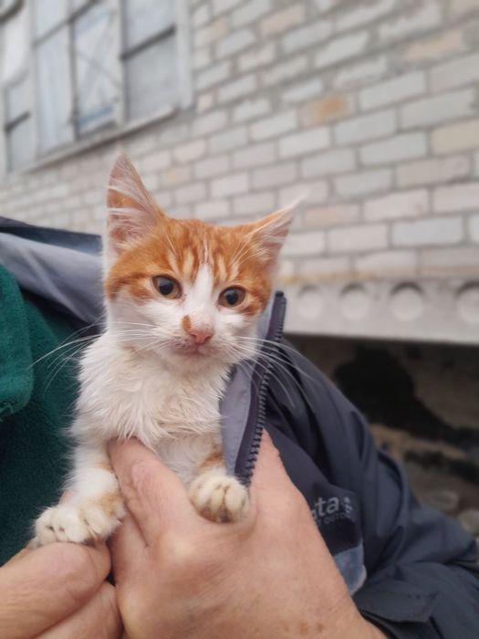 Маленька дівчинка в добрі руки