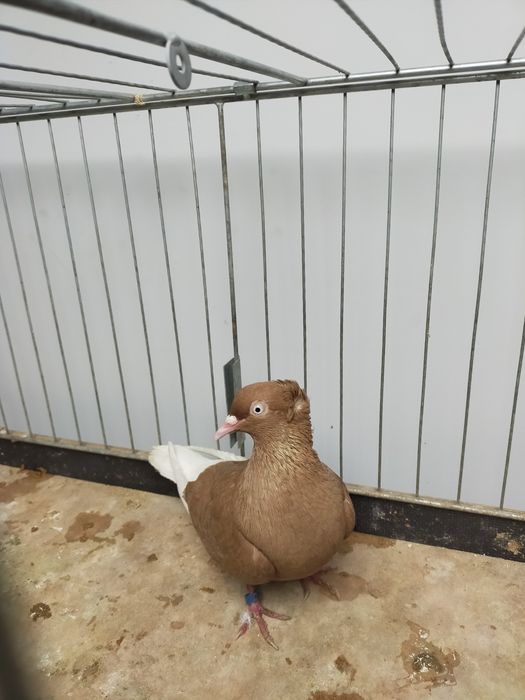 Gołąb żółta krzyżaczka korniata