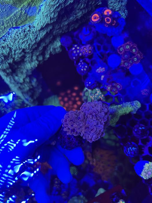 Corais Euphyllia Holy Grail / Holograma / Gold - aquario agua salgada