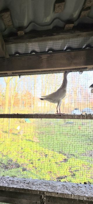 Srebrniak samiec 2024r wysyłam