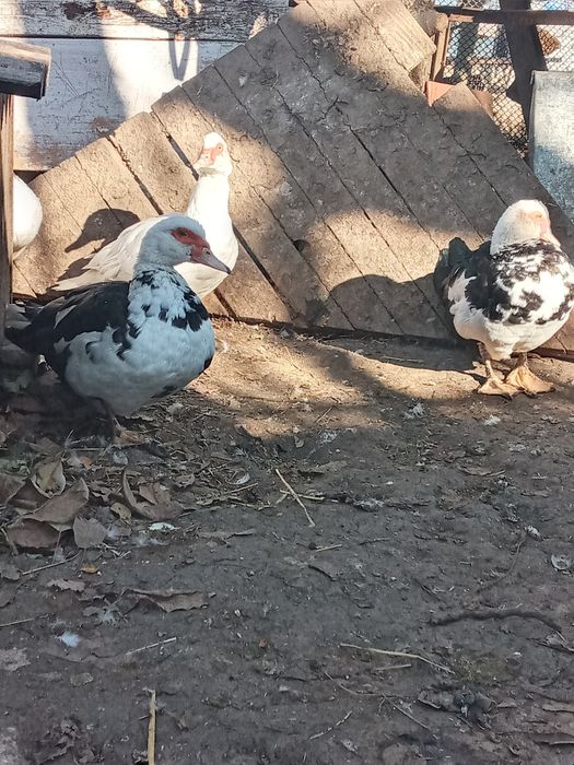 Продам качки шипуни