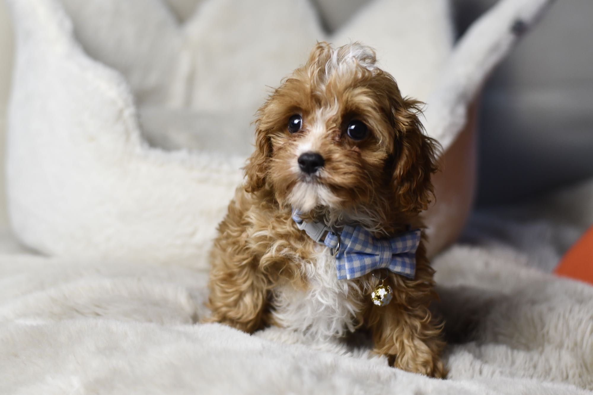 Cavapoo F1 RED BROWN wyjątkowy chłopiec gotowy do odbioru