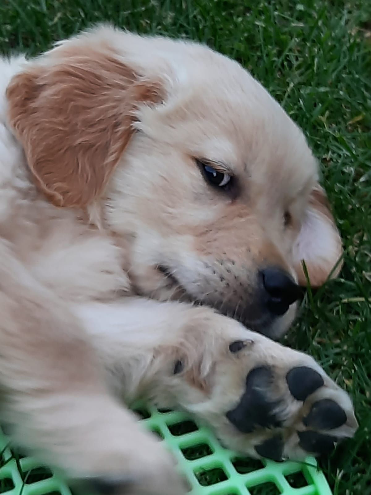 Szczeniak Golden Retriever