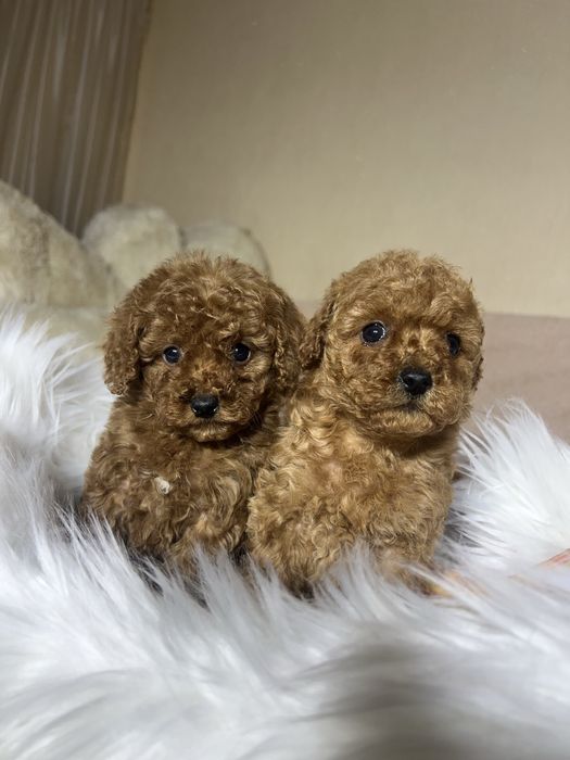 Той пудель Тікап. Дівчата