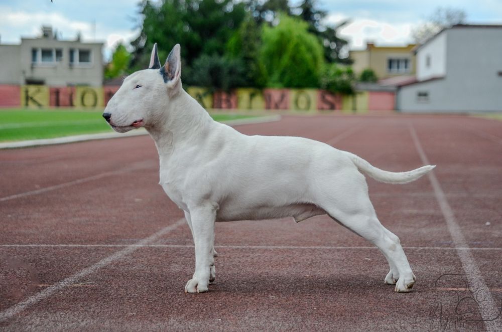 REPRODUKTOR Bulterier Bull Terrier