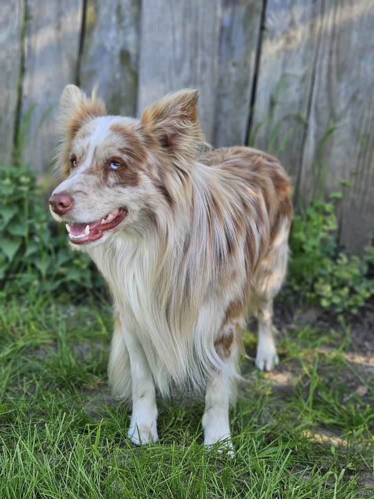 Reproduktor Border Collie