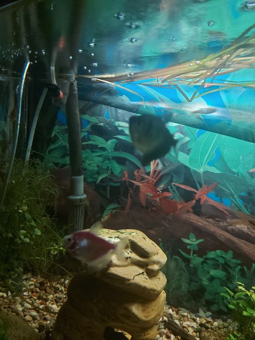 Sprzedam rybki akwariowe