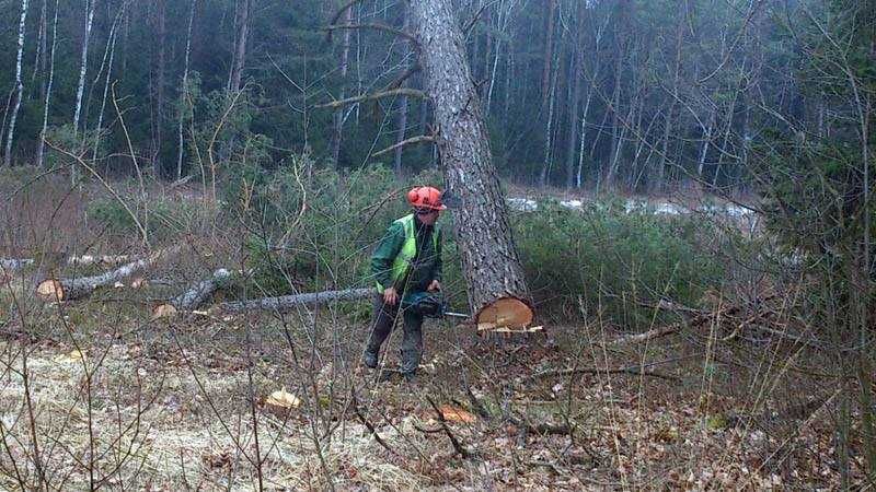 wycinka drzew,lasów/rekultywacja/głęboko/rębak/frezowanie/karczowanie