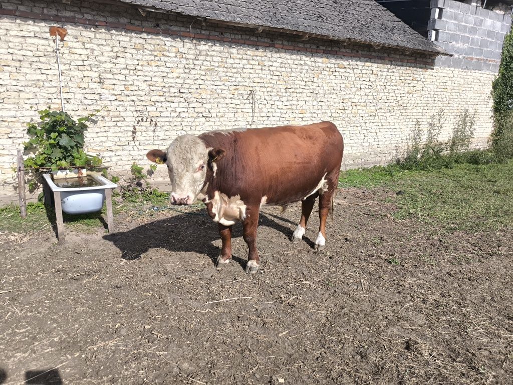 Byk hereford 100 % ekologiczny