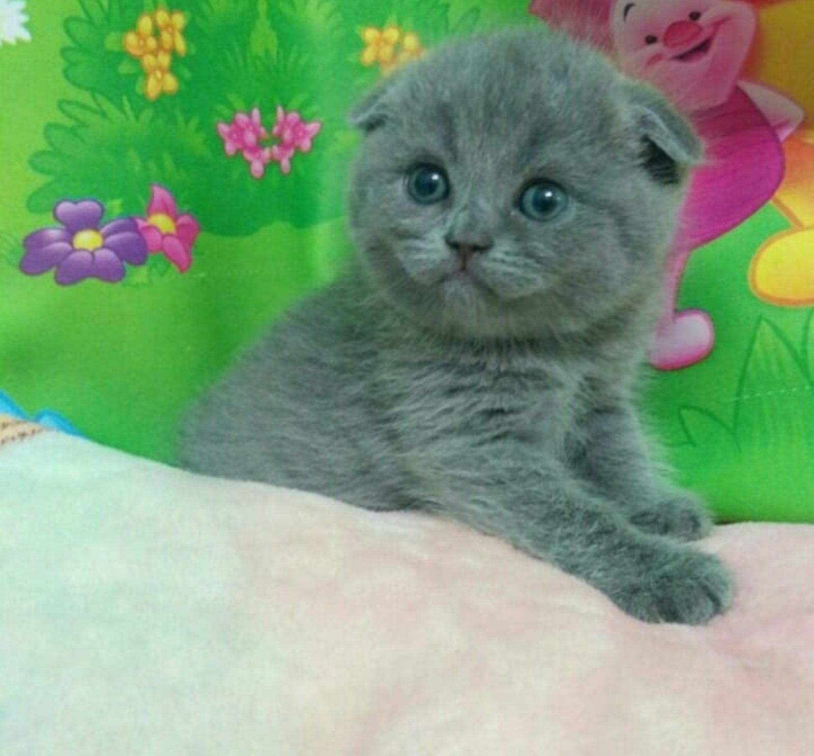 Продам шотландских котят