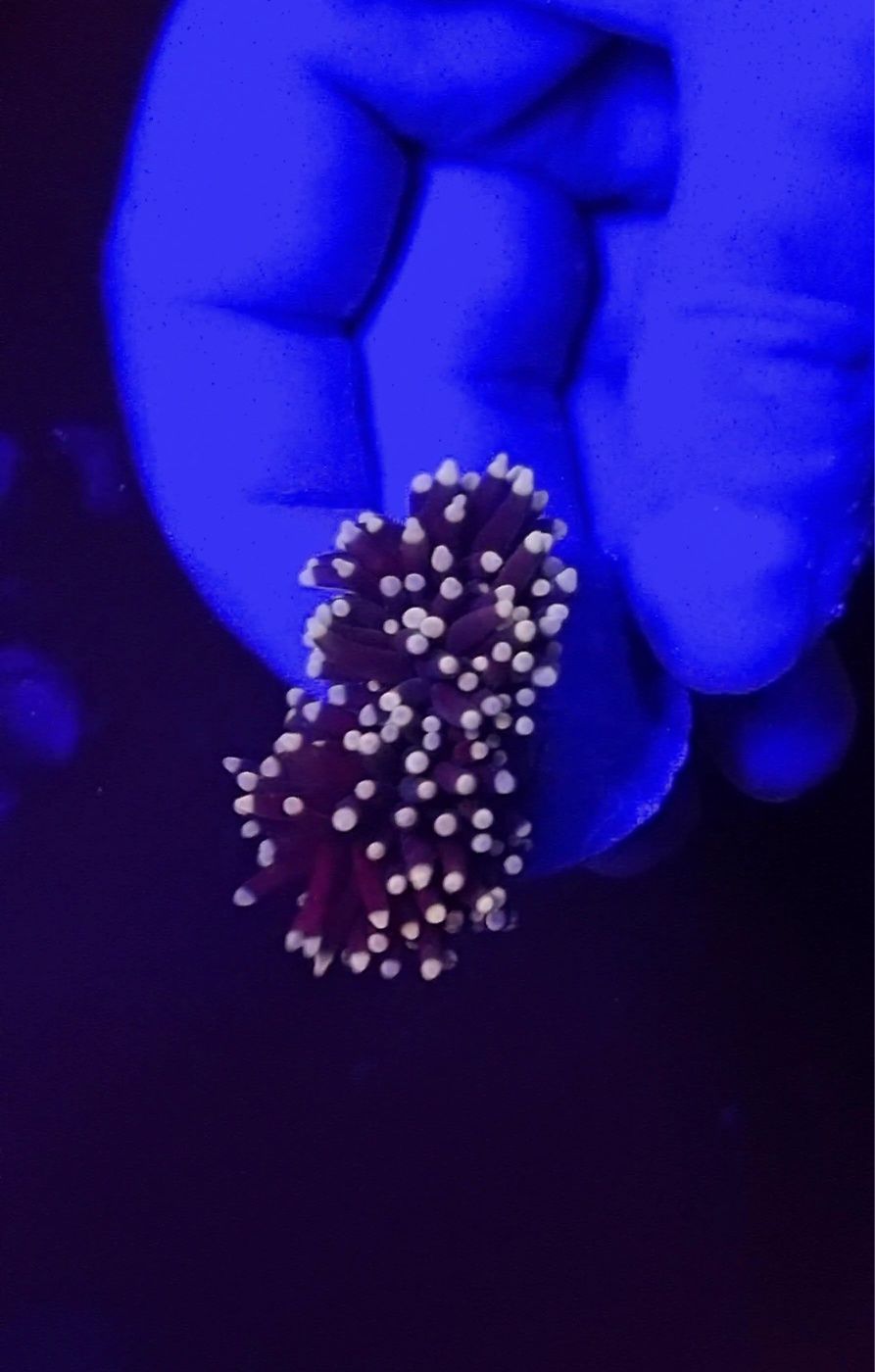 Euphyllia Purple Torch peach tips.