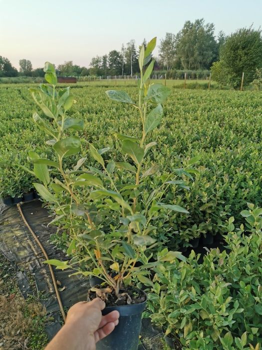 Sadzonki Borówki Amerykańskiej UKORZENIANA TRADYCYJNIE