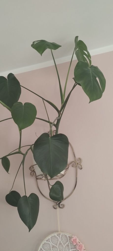 Monstera kwiat roślina domowa