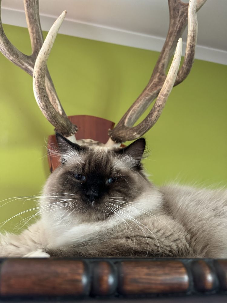 Koty Syberyjskie Neva Masquerade