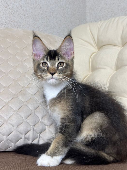 Las Vegas-kocurek Maine Coon