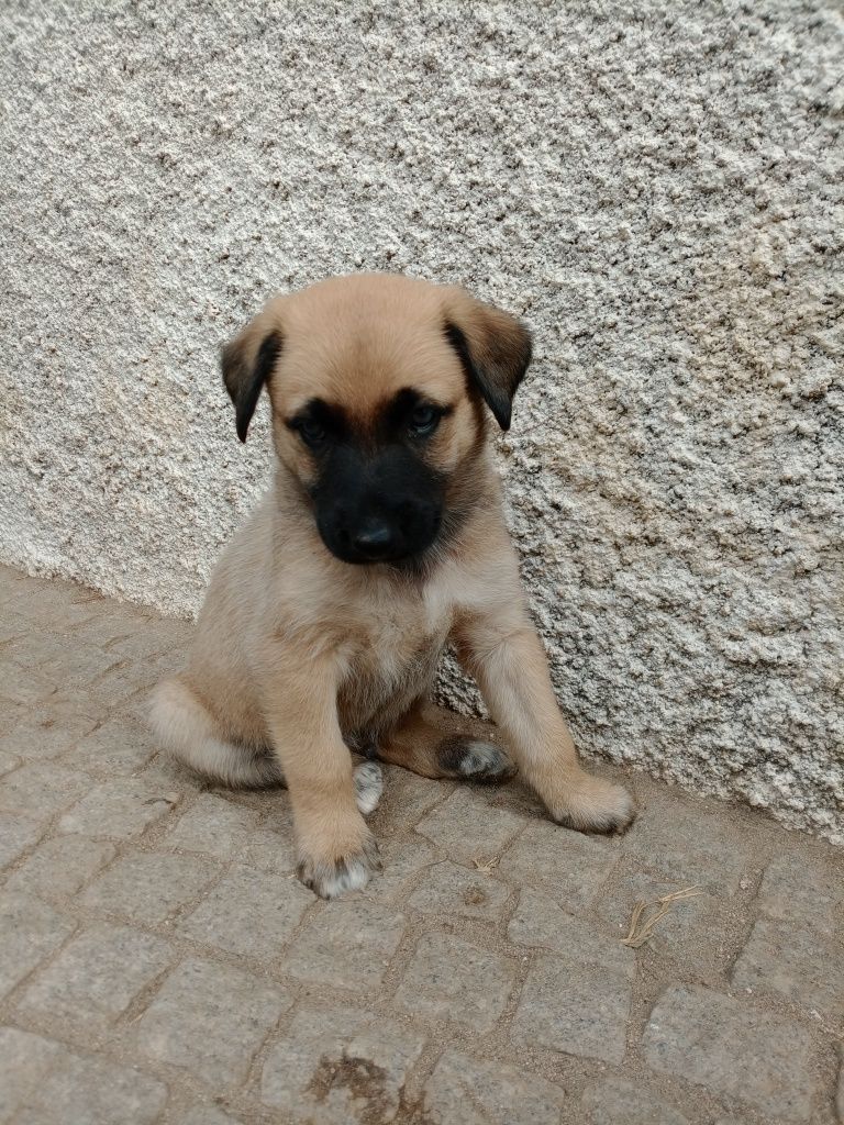 Cães para adoção
