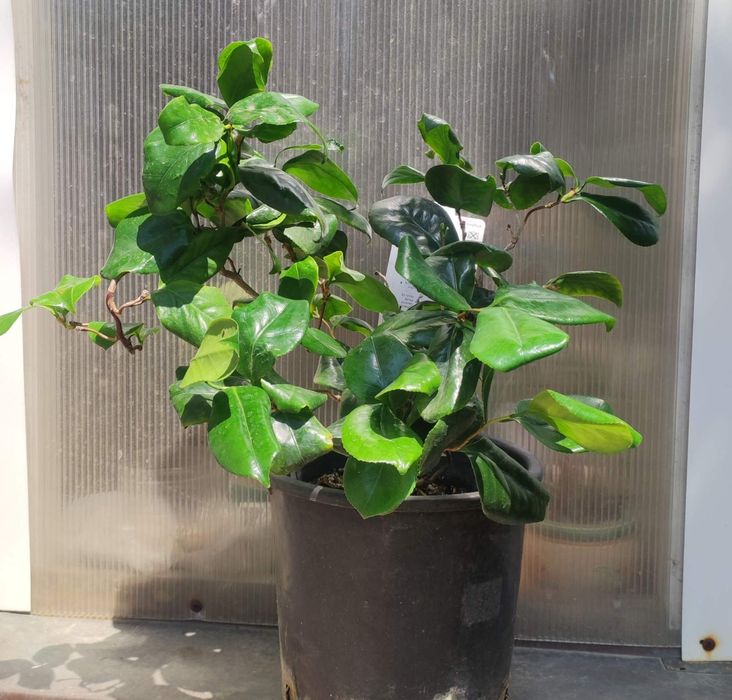 Камелия Curly Lady