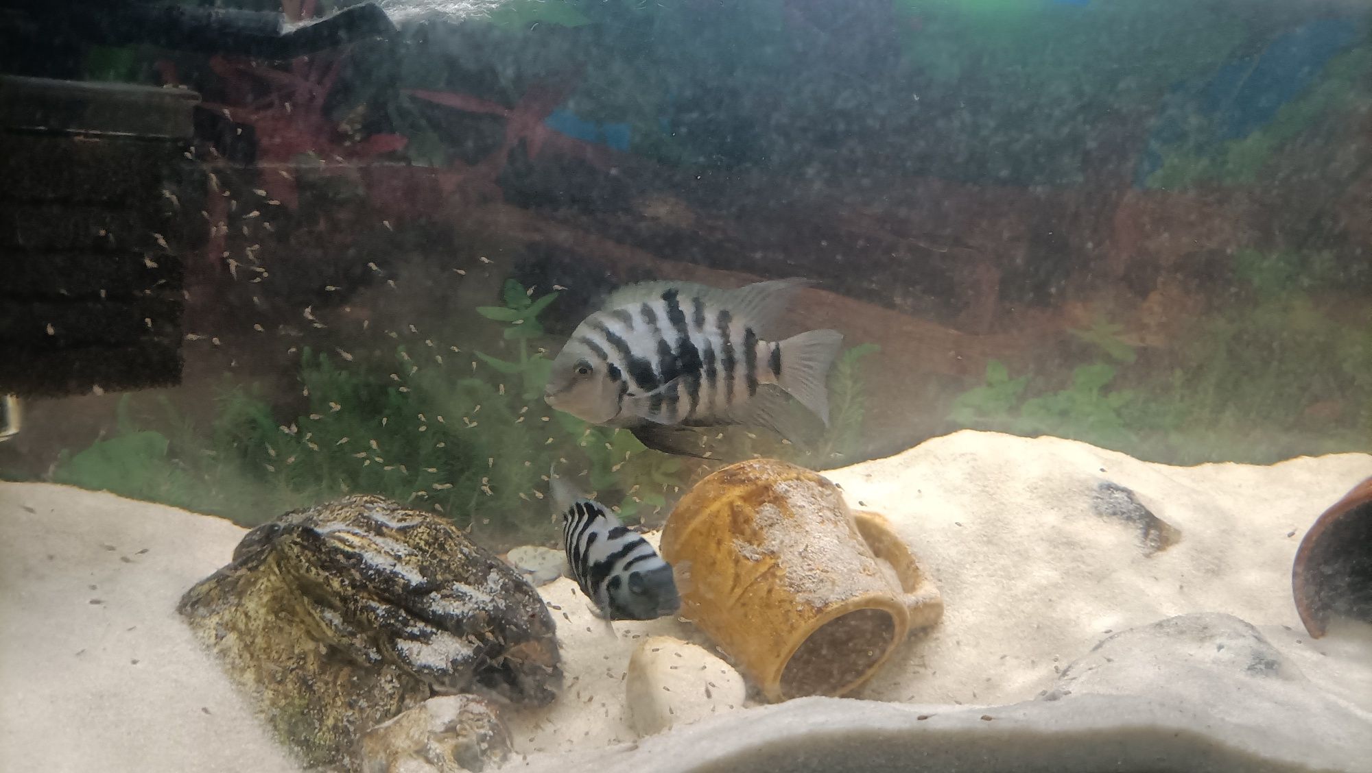 Pielęgnice ZEBRA