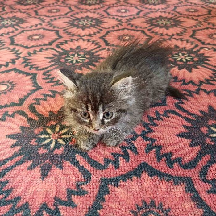 Котенята 2 дівчиники відам в хороші руки.