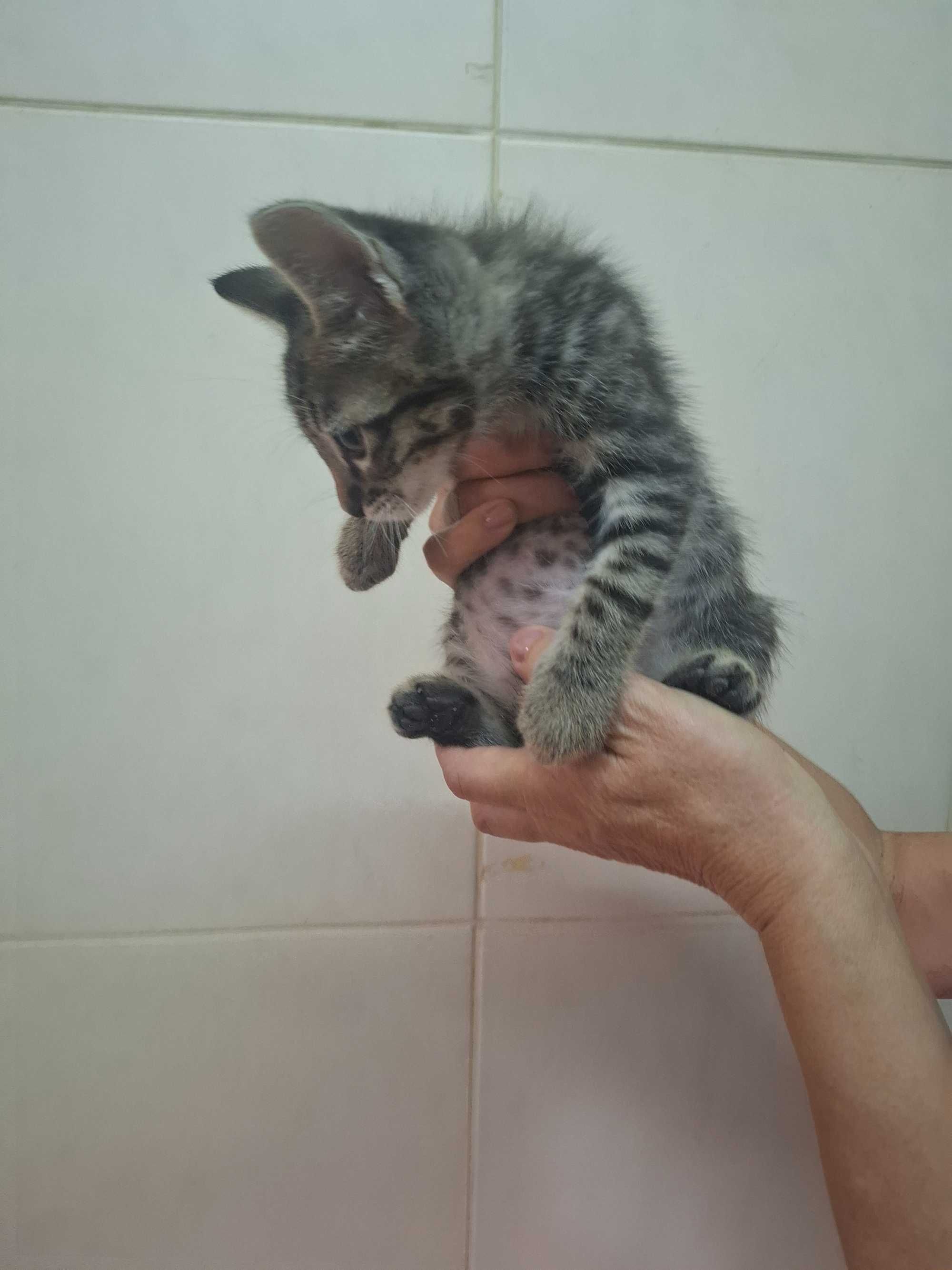 Gatinhos para adoção