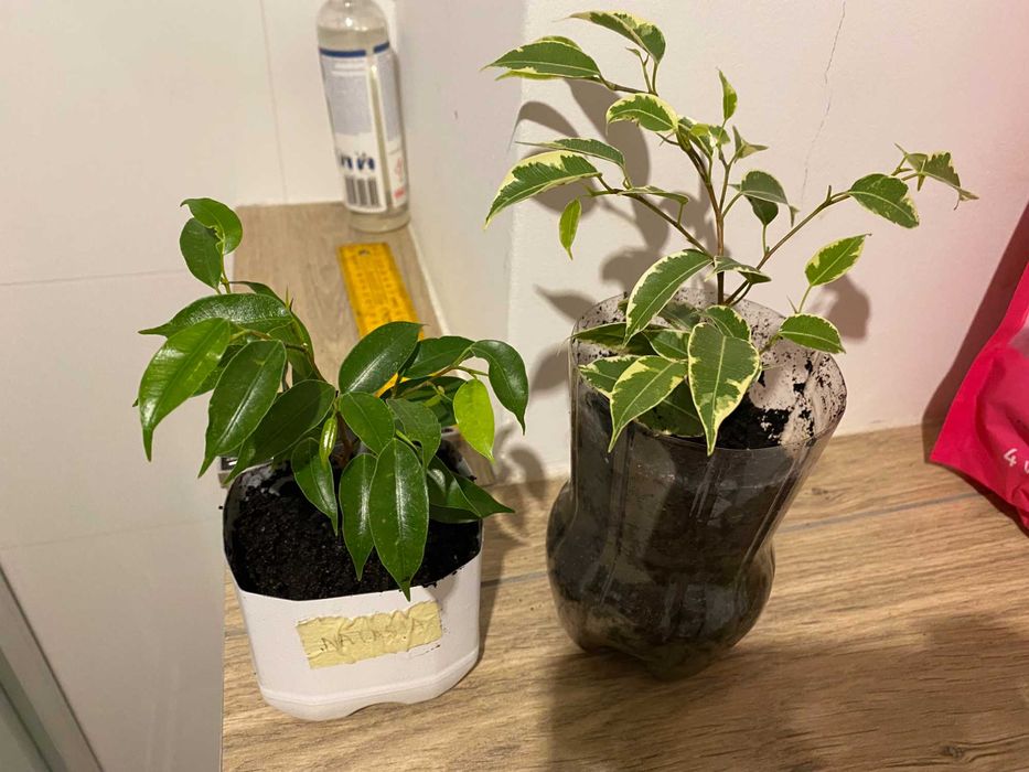 Fikus Benjamina Variegata 'Kinky' trzy kolory 1 szt + Natasja 1 szt