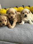Shihpoo-Pudel Toy /badania gen -Suczka