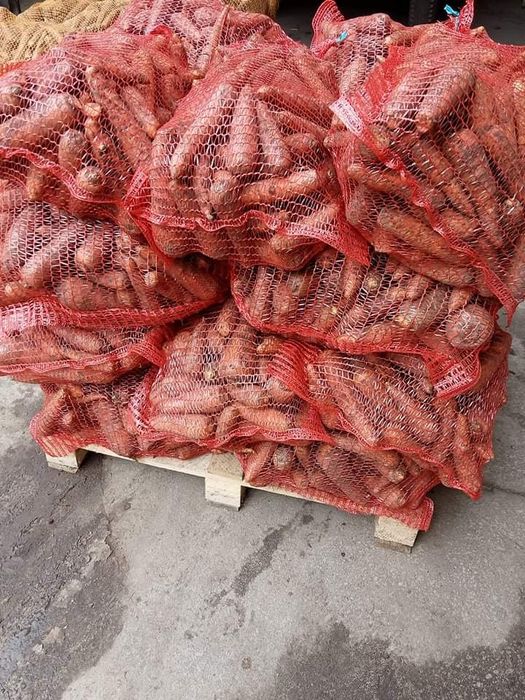 Marchewka jadalna/paszowa