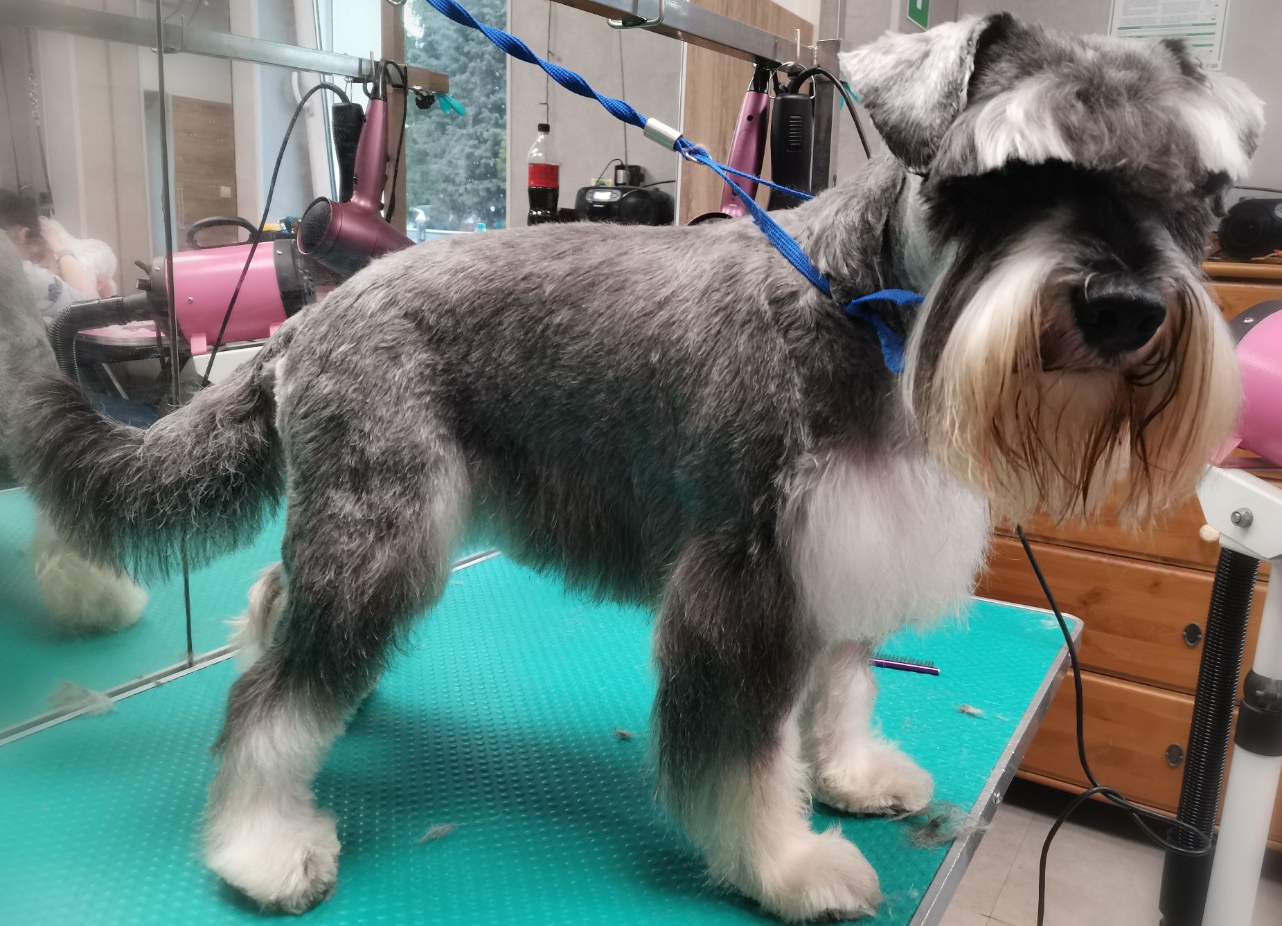 Psi fryzjer/groomer Kompleksowa pielęgnacja psów