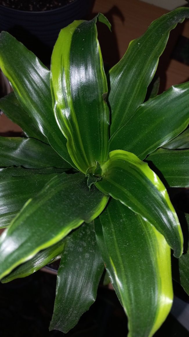 Dracena twister urocza roslina