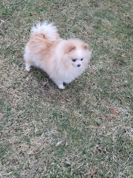 Szpic miniaturowy piesek 9 miesięcy