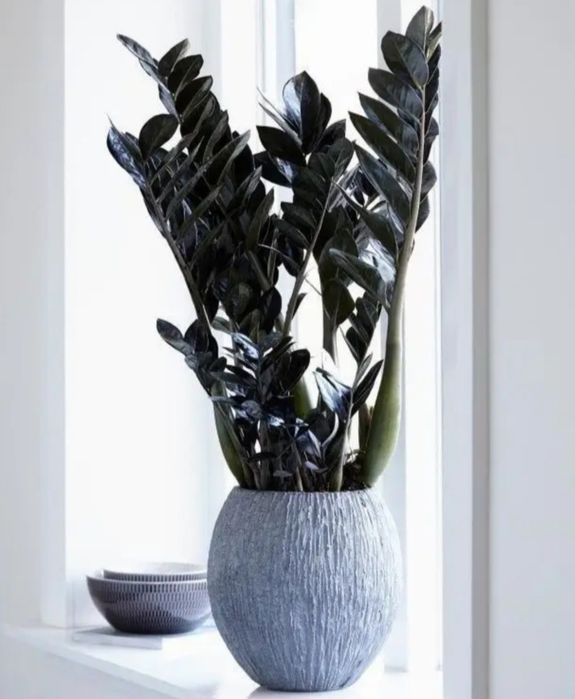 Замиакулькас черный Равен черный ворон