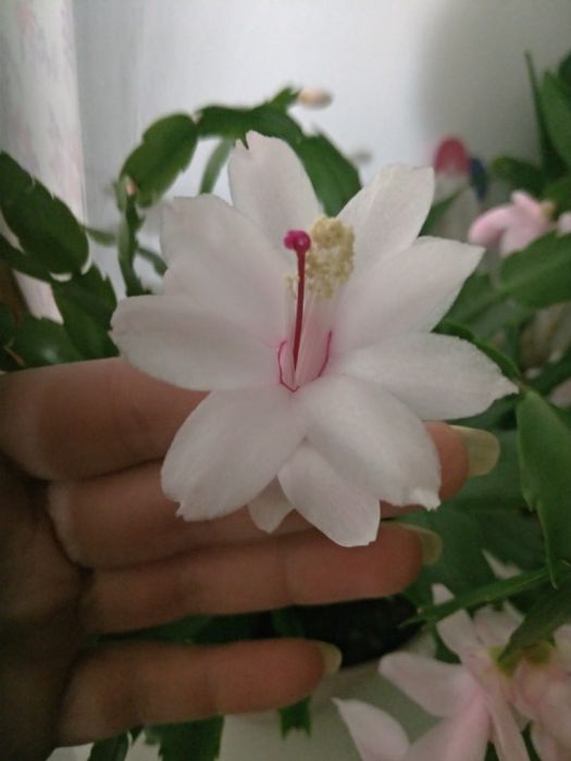 Сортовая шлюмбергера (рождественник)