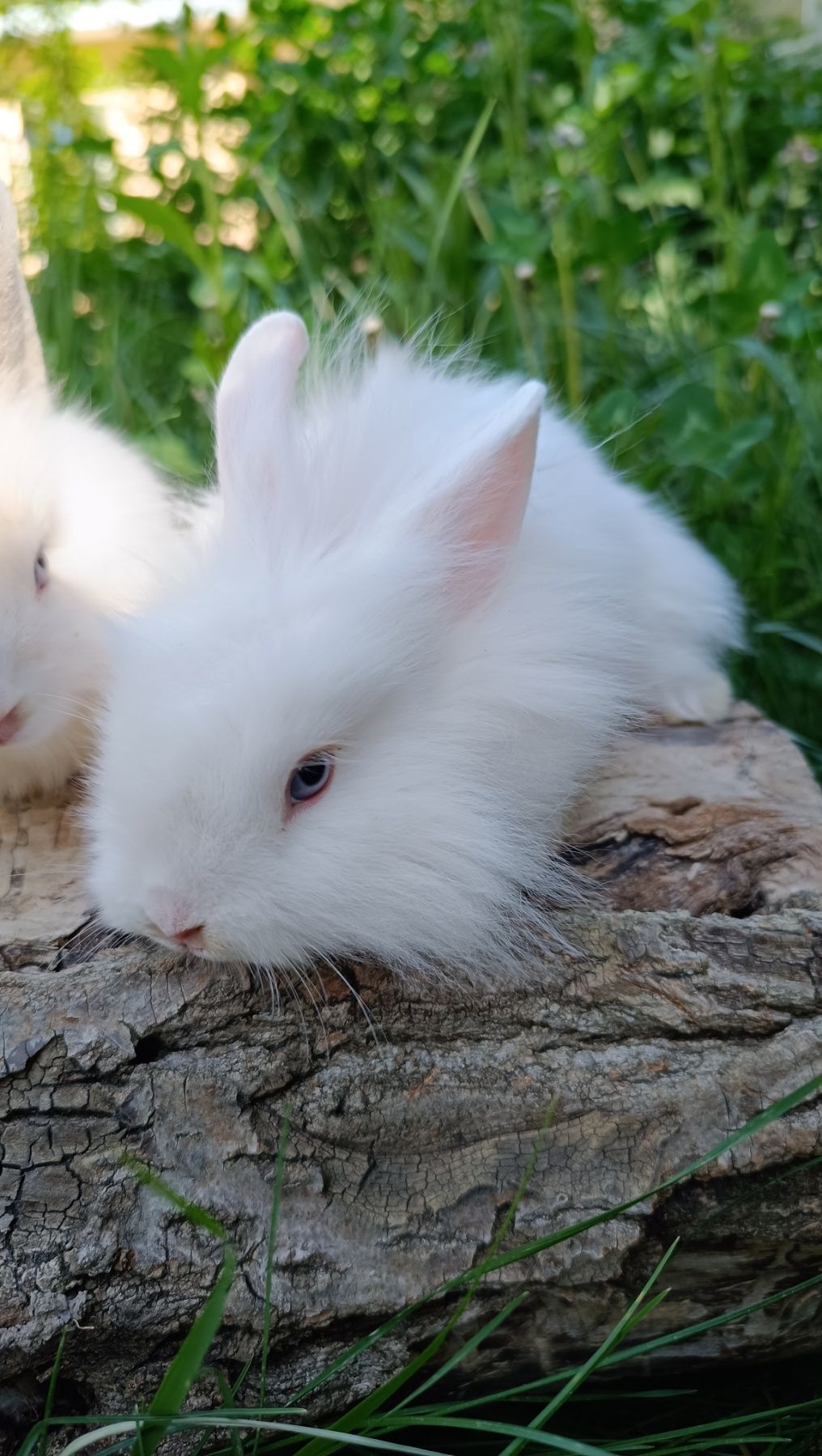 купити декоративних красивих карликових кроликів у Харкові з кліткою д