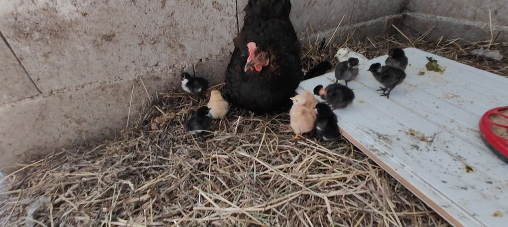 Pintos caseiros mistos.