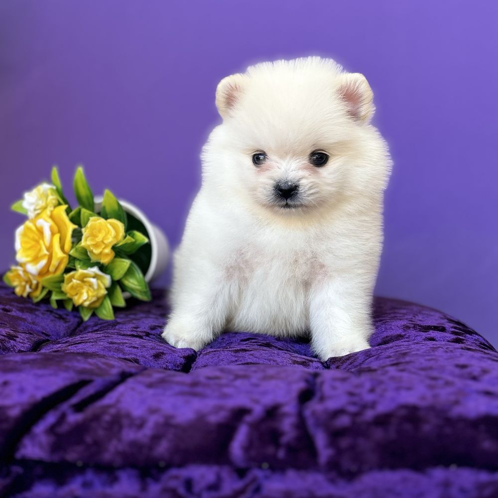 хлопчик шоу классу тип ведмедика