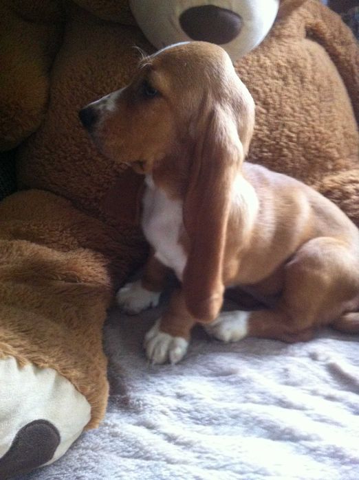 Basset hound urocza suczka   - REZERWACJA -