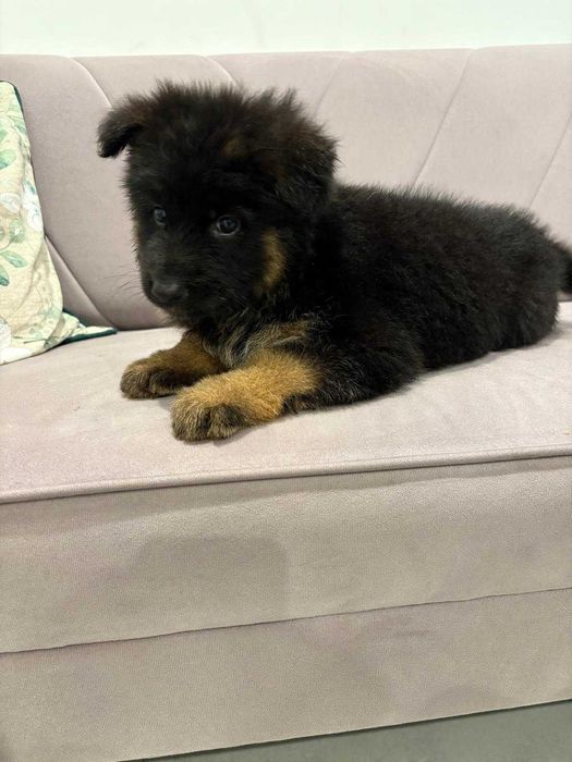 Owczarek Niemiecki szczeniak