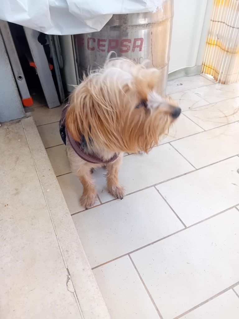 Yorkshire Terrier