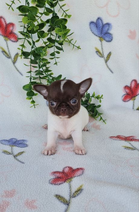 Estupendo mini mini Chiuaua/ Chihuahua, linhagem russa de Qualidade