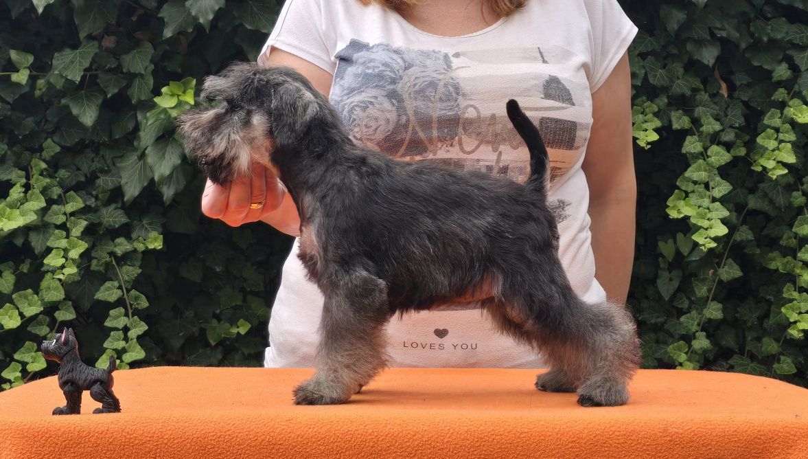 Sznaucer Miniaturowy Pieprz I Sól - Suczka