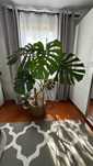 Monstera, piękna duży kwiat