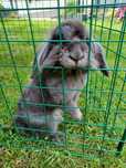 Mini lop niebieską samiczka