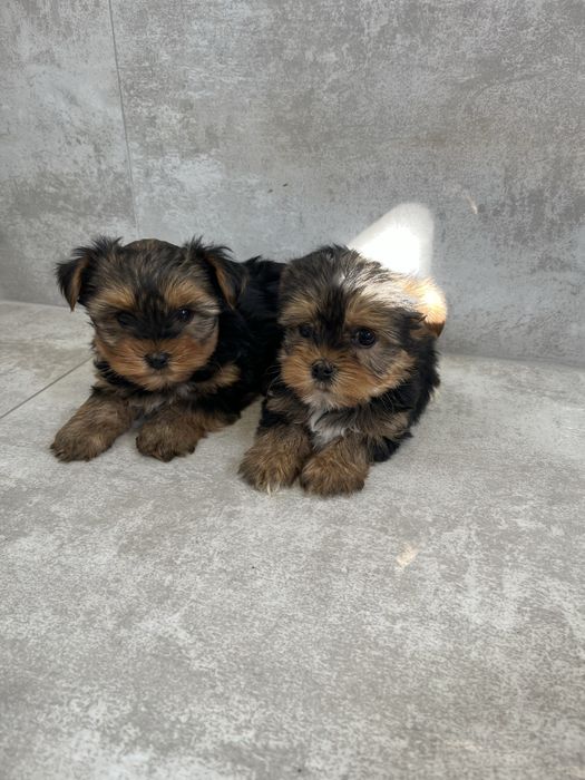 York Terrier z Rodowodem