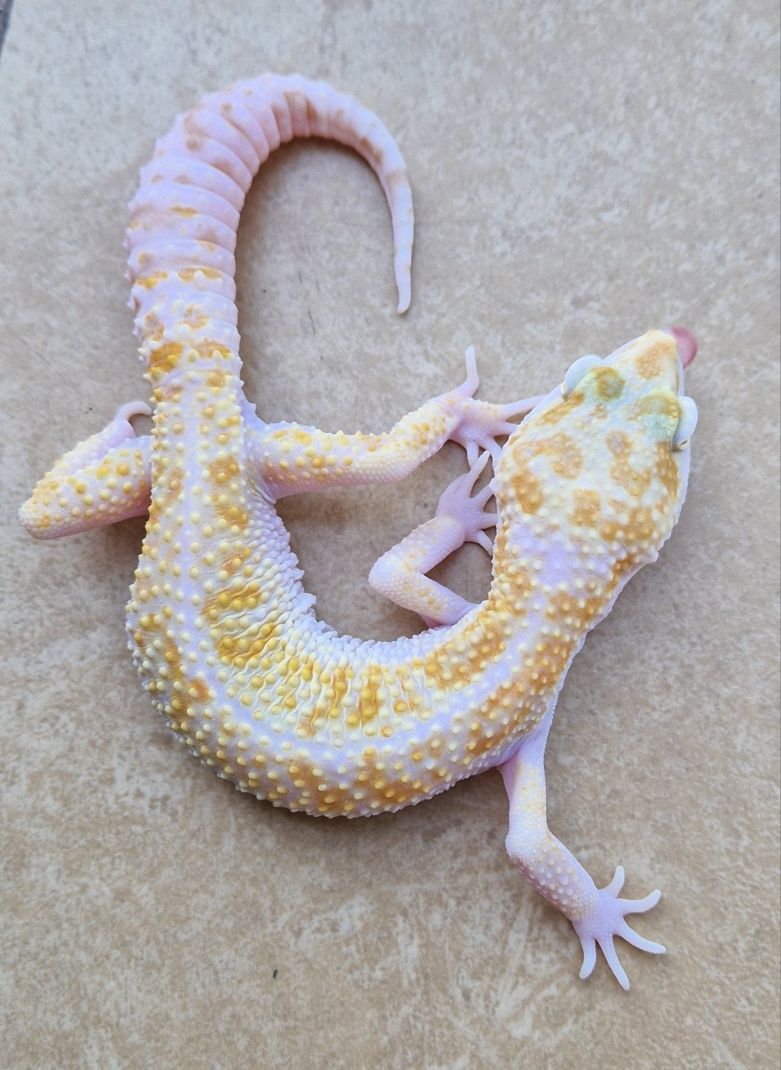 Samczyk Gekona Lamparciego W&Y Tremper Albino