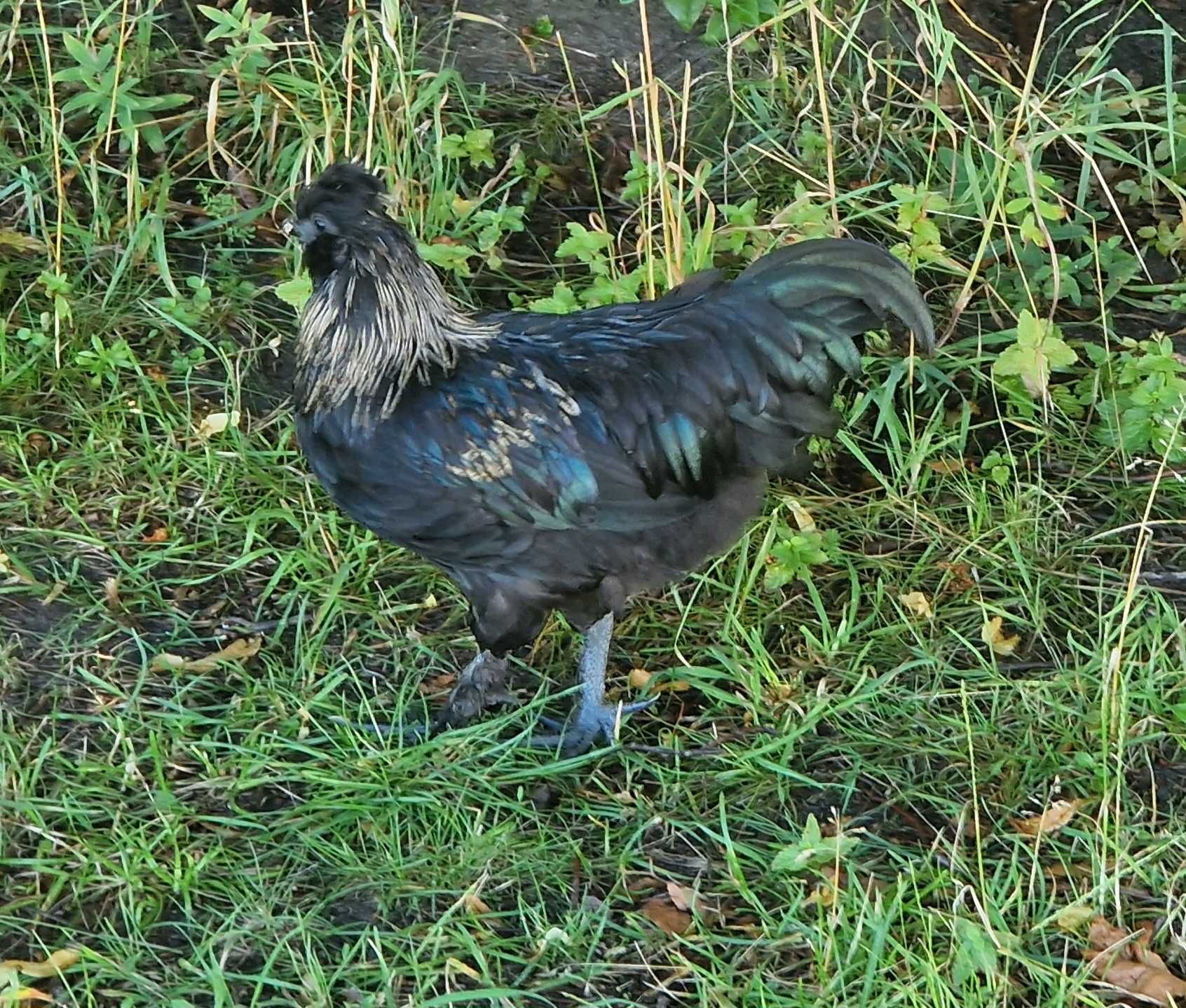 Młode koguty ozdobne. Krzyżówka Ayam Cemani z Silką.